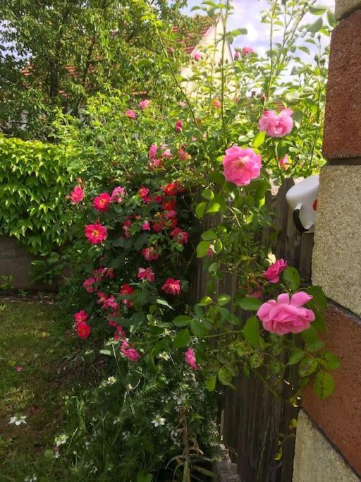 Ferienhaus Mit Garten In Thermennaehe Strebersdorf エクステリア 写真